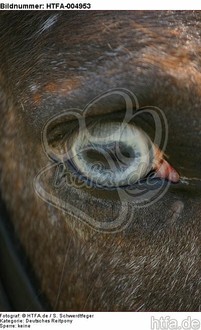 Deutsches Reitpony Auge / pony eye / HTFA-004953